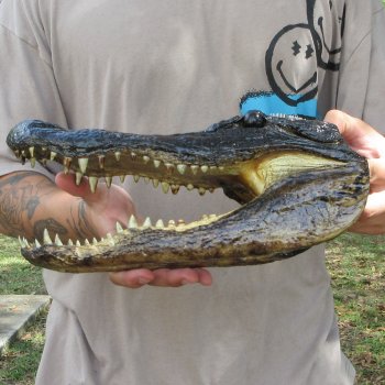 12 inch Alligator Head 