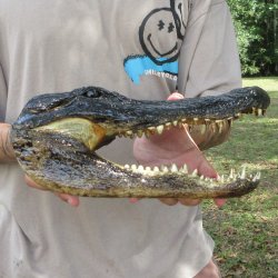 12 inch Alligator Head