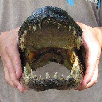 12 inch Alligator Head 