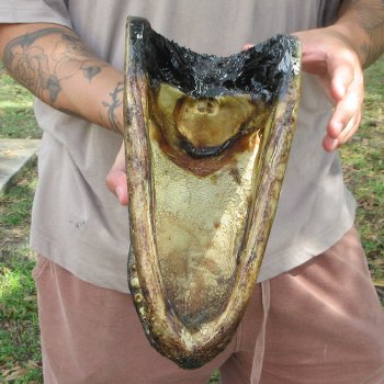 12 inch Alligator Head 