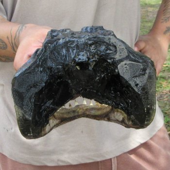 12 inch Alligator Head 