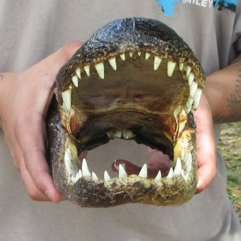 12 inch Alligator Head 