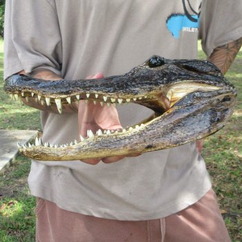12 inch Alligator Head 