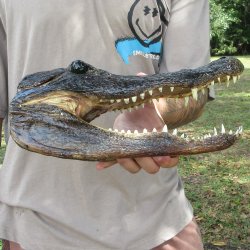 12 inch Alligator Head