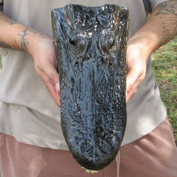 12 inch Alligator Head 