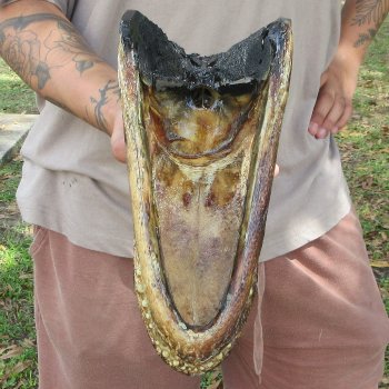 12 inch Alligator Head 
