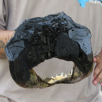12 inch Alligator Head 