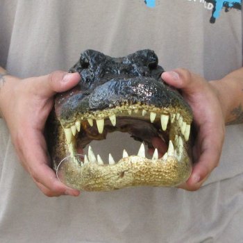 13 inch Alligator Head 