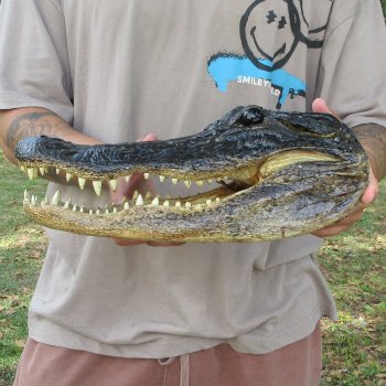 13 inch Alligator Head 