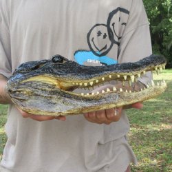 13 inch Alligator Head