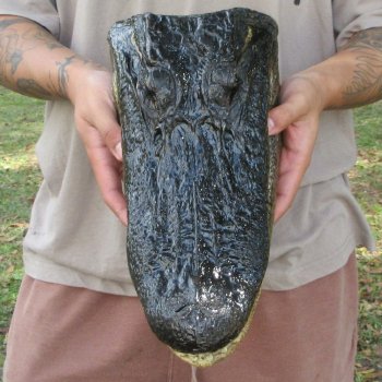 13 inch Alligator Head 
