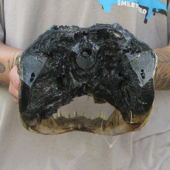 13 inch Alligator Head 