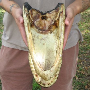 13 inch Alligator Head 