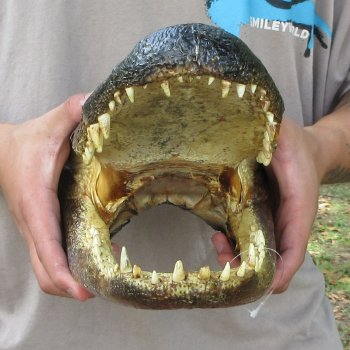 13 inch Alligator Head 