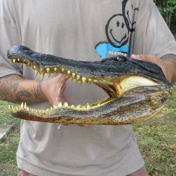13 inch Alligator Head 