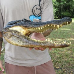 13 inch Alligator Head