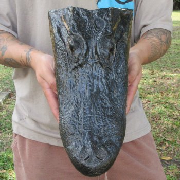 13 inch Alligator Head 
