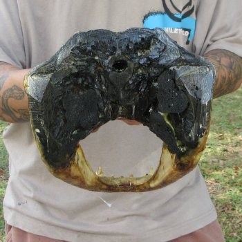 13 inch Alligator Head 
