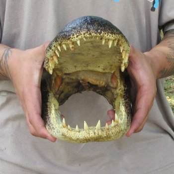 13 inch Alligator Head 