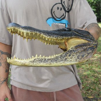 13 inch Alligator Head 