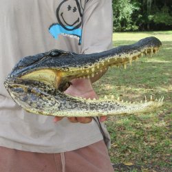 13 inch Alligator Head