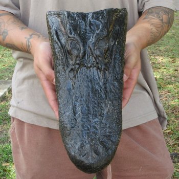 13 inch Alligator Head 