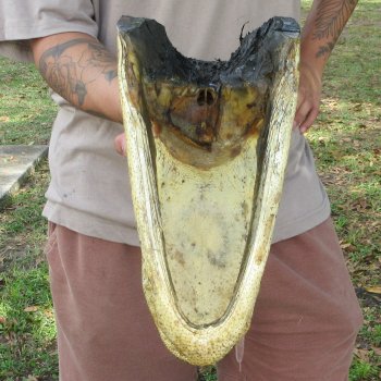 13 inch Alligator Head 
