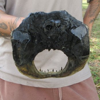 13 inch Alligator Head 