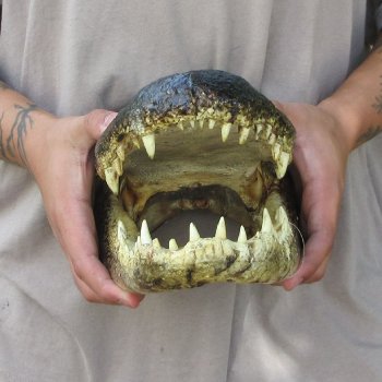 13 inch Alligator Head 