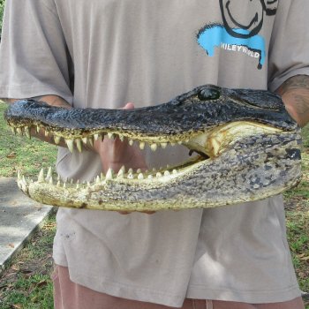 13 inch Alligator Head 