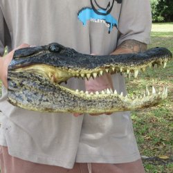 13 inch Alligator Head
