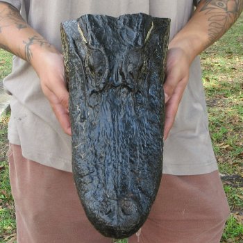 13 inch Alligator Head 