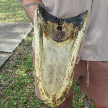13 inch Alligator Head 