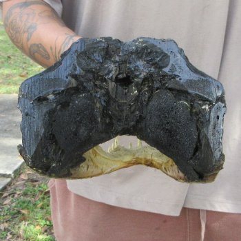 13 inch Alligator Head 