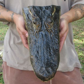 13 inch Alligator Head 