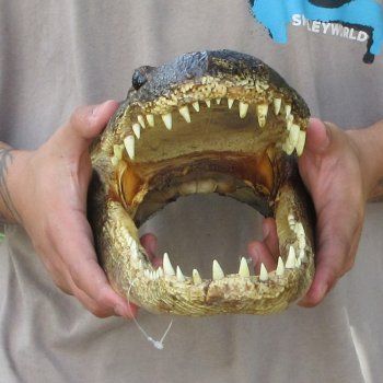 13 inch Alligator Head 