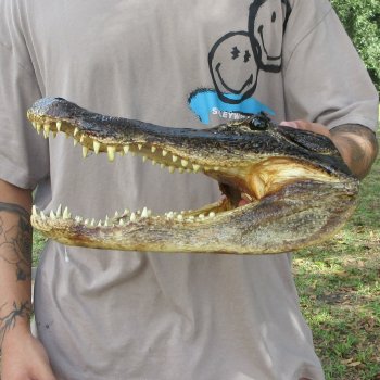 13 inch Alligator Head 