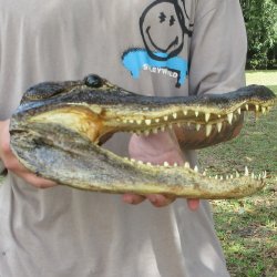 13 inch Alligator Head