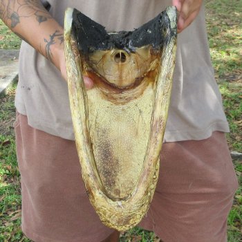 13 inch Alligator Head 