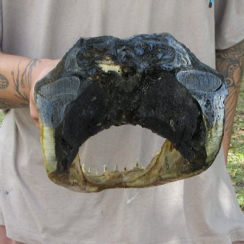 13 inch Alligator Head 