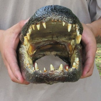 12 inch Alligator Head 