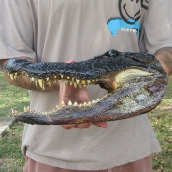 12 inch Alligator Head 