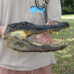 12 inch Alligator Head