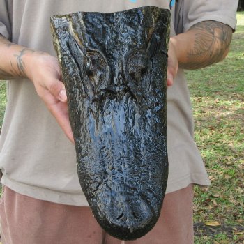 12 inch Alligator Head 