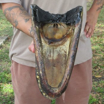 12 inch Alligator Head 