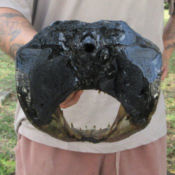 12 inch Alligator Head 