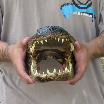 12 inch Alligator Head 