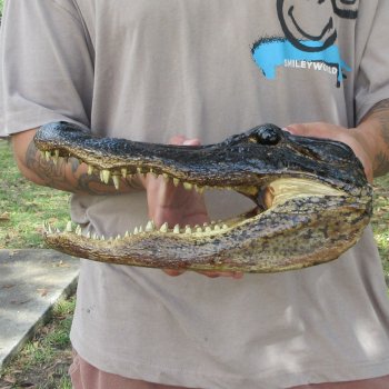 12 inch Alligator Head 