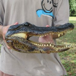 12 inch Alligator Head