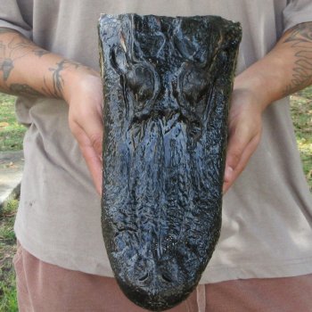 12 inch Alligator Head 